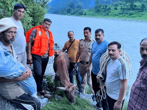 Pithoragarh Police successfully rescue a cow stuck on the river bank