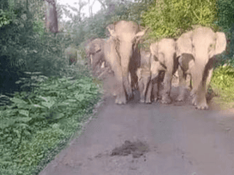 A herd of elephants came on the road, there was a scream among the passers-by