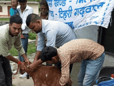 ग्राम डारसिल में पशु चिकित्सा शिविर का किया गया आयोजन