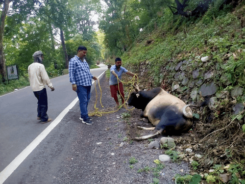 Stray animals tagged by Animal Husbandry Department in Ramnagar