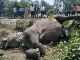 Elephant dies after being hit by train in Ramnagar