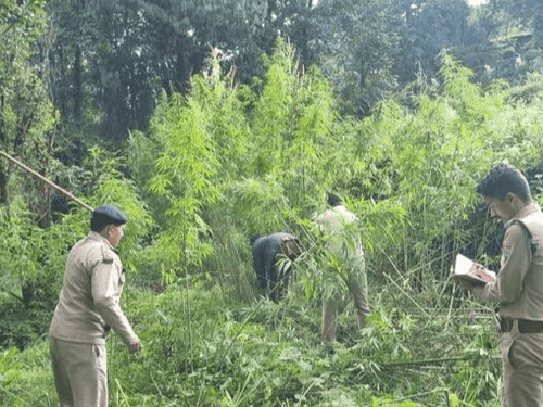 Cannabis cultivation being done illegally in about 01 drain land was destroyed