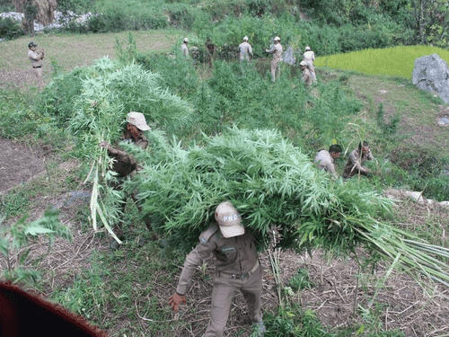 Uttarkashi Police's strong attack on the root of drug addiction