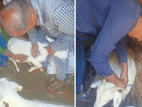 Vaccination is being done to prevent PPR disease in sheep and goats