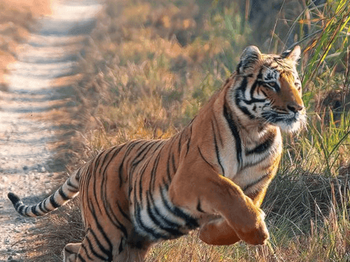 Tiger kills elderly woman in Surai forest area of Khatima, Uttarakhand