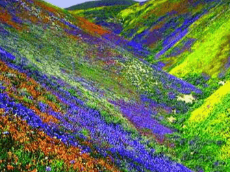 Valley of Flowers closed for tourists