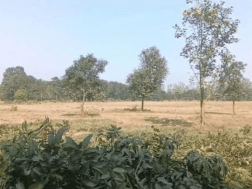 Dozens of trees cut here without permission