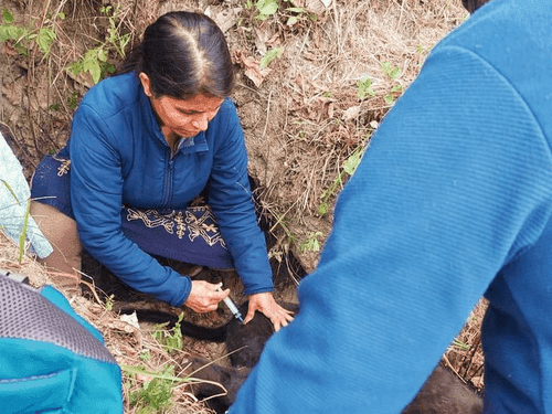 The cow that fell in the ditch was rescued safely