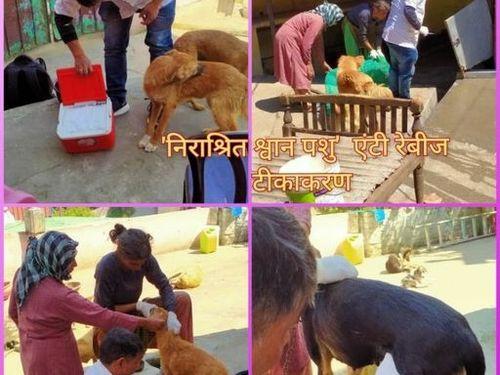 Anti rabies vaccination campaign was conducted in the destitute canine animals at Veterinary Hospital Sadar, Almora