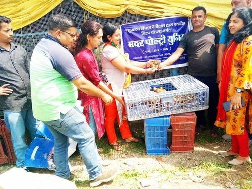 Distribution of poultry birds of one month from Mother Poultry Farm
