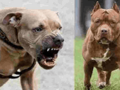 Pitbull fatally attacks elderly woman, condition critical