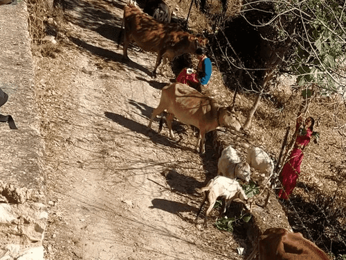 Animal exhibition organized by Animal Husbandry Department in Gram Panchayat Jajut