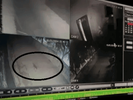 Guldar's terror in Roorkee, has turned many animals into prey