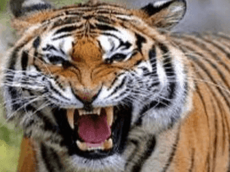 Tiger hunts woman who went to defecate