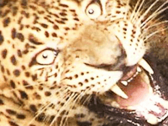 Seeing the increasing attacks of Leopard, Chief Forest Conservator took a meeting