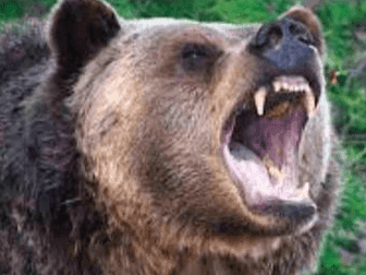 Bear attacked young man, chewed his hands and legs, condition critical