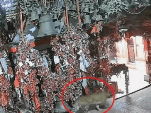 Leopard reached Golju's court, people were surprised to see the sight