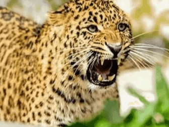 Forest department gave orders to kill man-eating leopard