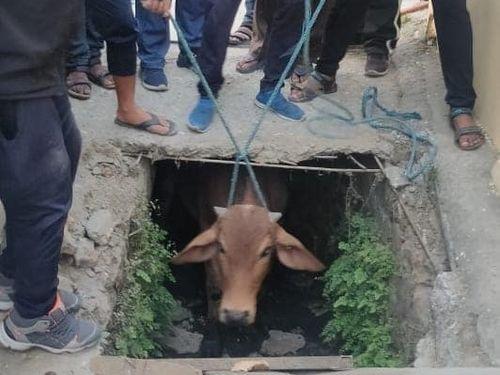 Fire Service Bageshwar took quick action to safely evacuate the bull stuck in the drain