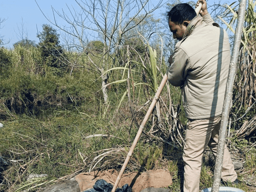 Udham Singh Nagar Police destroyed huge quantity of Lahan used in making illegal raw liquor