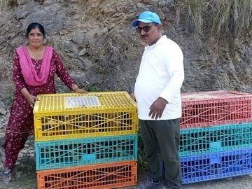 Distribution of chicks by the intensive poultry development project Cham