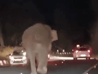 Giant elephant comes to populated area, pedestrians hold their breath