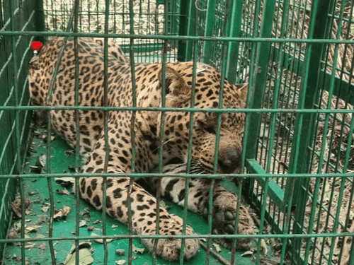 Forest department team succeeded in catching Leopard