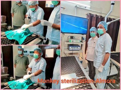 'Monkey sterilization program' is being run by Animal Husbandry Department, District Almora