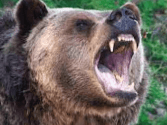 A group of bears attacked the youth here