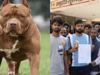 Pitbull entered the school and badly scratched the student