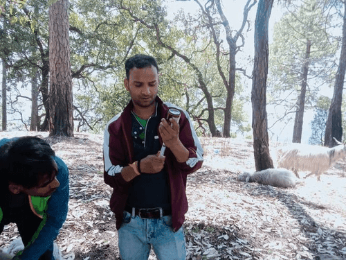 Examination of sheep and goats done by Animal Husbandry Department