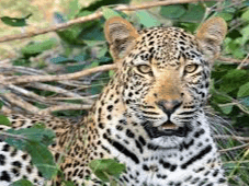 Leopard devoured 12 goats in Champawat
