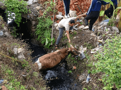 The cow was rescued safely by the fire service