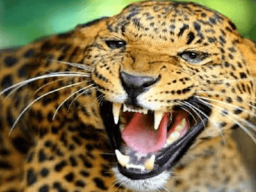 Leopard devoured an innocent girl in broad daylight