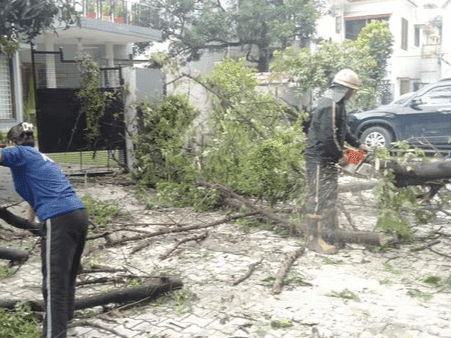 Fire Service Dehradun cleared the traffic by removing the tree from the road