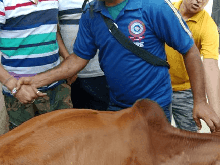 A cow trapped between two walls was rescued safely