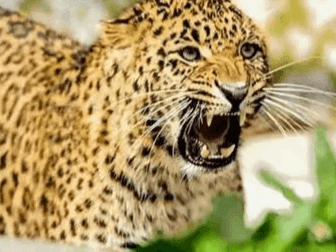 Leopard active in Rikhnikhal, police appeals to villagers to be cautious