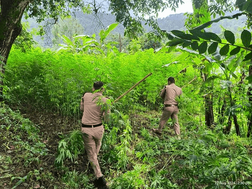 Pithoragarh Police destroyed illegal cannabis cultivation