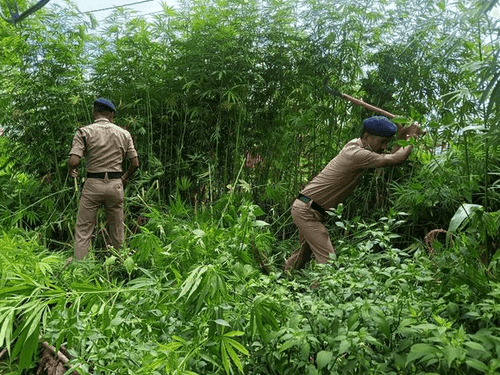 Pithoragarh Police destroyed illegal cannabis cultivation