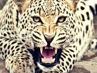 Man-eating leopard finally caught