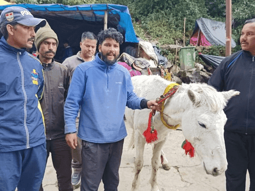 A mule that fell down a hill and got stuck in a rock was rescued safely