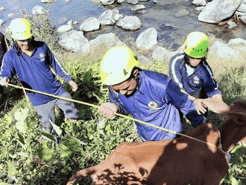 Fire Station Bageshwar rescued a cow trapped in a ditch