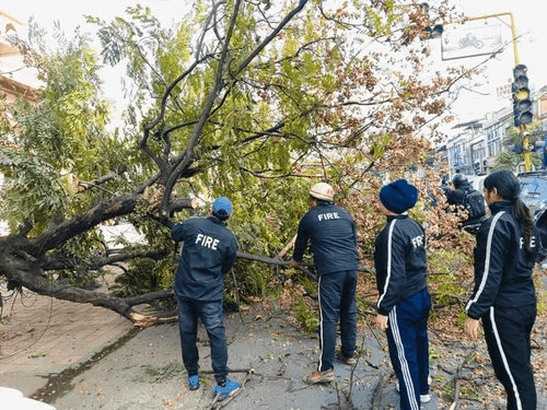 The Fire Service cleared the traffic by removing the tree that had fallen on the road