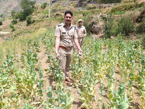 Police arrested people cultivating opium