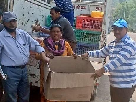 One-month-old croiler  chicks distributed to livestock farmers