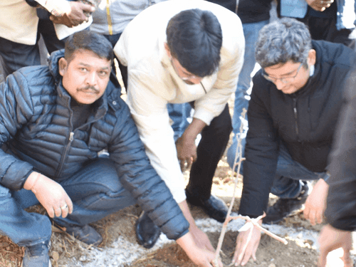 Kiwi plants are being planted in Adarsh ​​Village Maithana