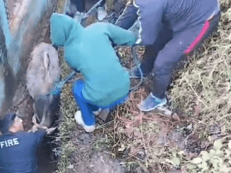 Fire Unit Gairsan rescued a cow that was trapped for three days