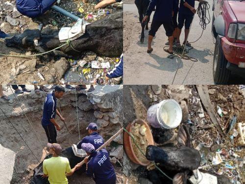 The Jawan came as angels for the cow trapped in the drain.