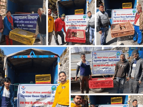 Image for Chicks distributed to beneficiaries for self-employment