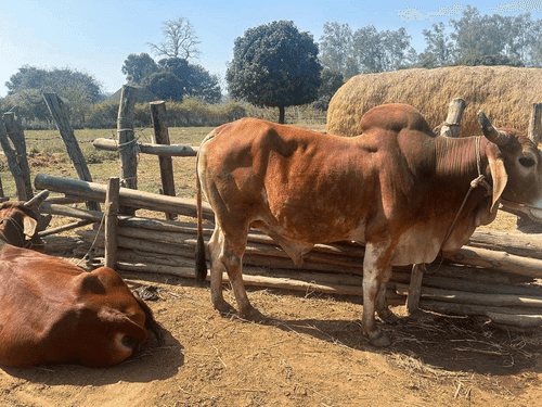 Image for Veterinary camp was organized in Rekhalakhatta, Chorgalia